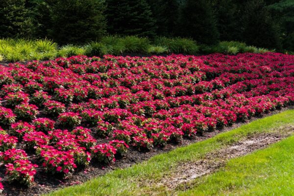 Premier Landscape Design & Landscaping Services in NJ